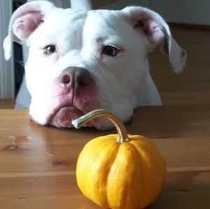 Meet your Posher, Anne